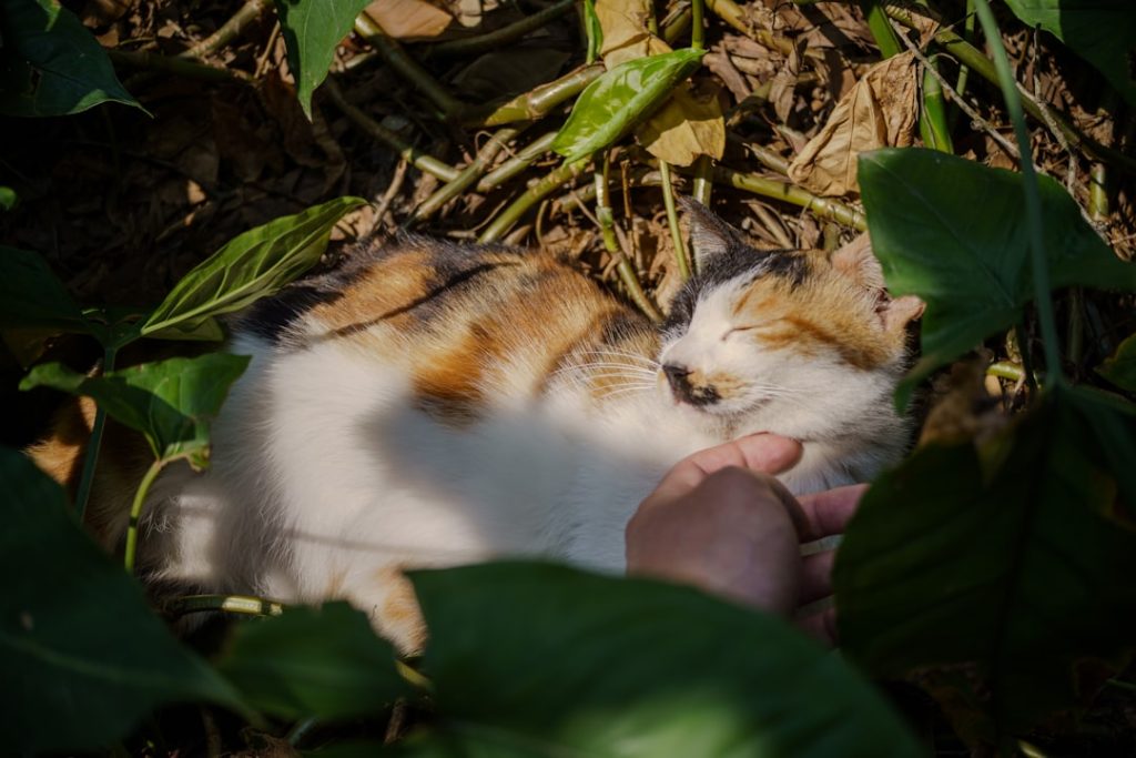 Das natürliche Futter von Katzen: Was wilde Katzen wirklich essen