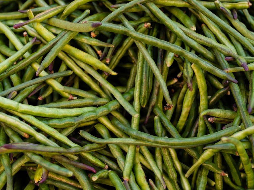 Frische Ernte im eigenen Garten: So gelingt das Bohnen pflanzen leicht gemacht